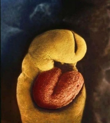 coracao do feto