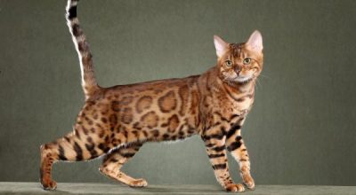 bengal-cats-entre-as-racas-de-gatos-mais-caras-do-mundo9