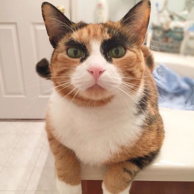 purrfect-eyebrows7