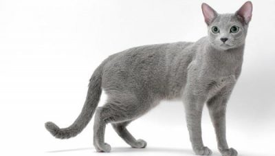 russian-blue-cats-entre-as-racas-de-gatos-mais-caras-do-mundo7