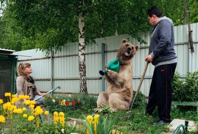adopted-bear-russian-family-stepan11