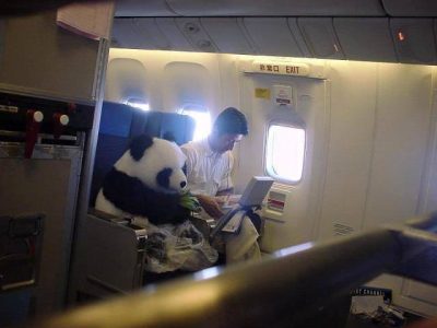 panda-viaja-em-aviao
